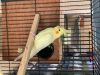 Lutino Cockatiel Red Eye